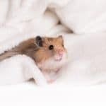 a hamster at comfortable and warm location