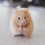 an alone hamster