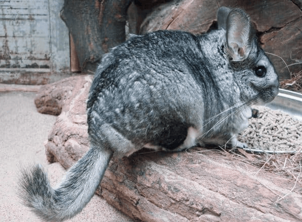 a chinchilla showing his back