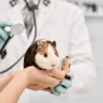 a hamster at checkup