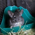 a chinchilla eating hay, what do chinchillas eat in the wild