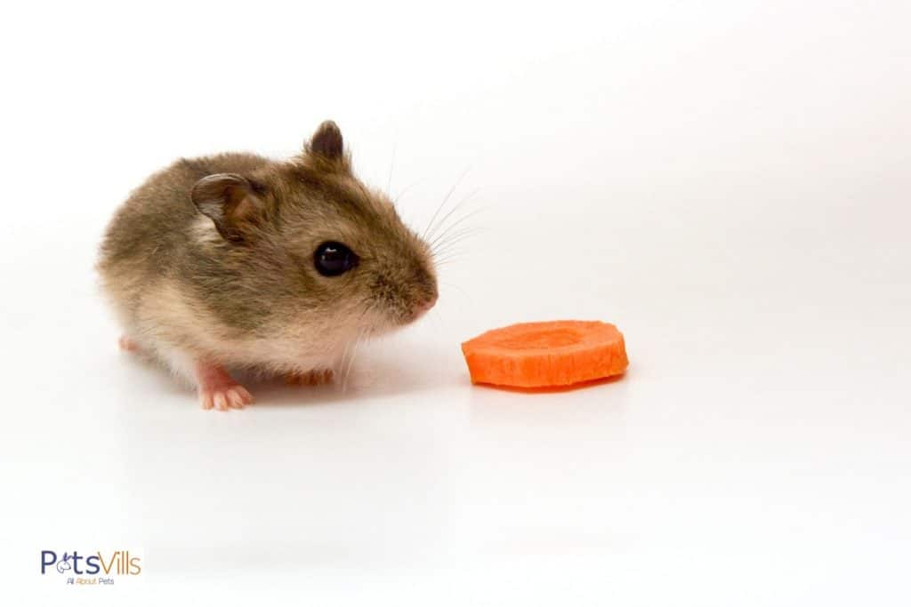 a hamster eating carrot