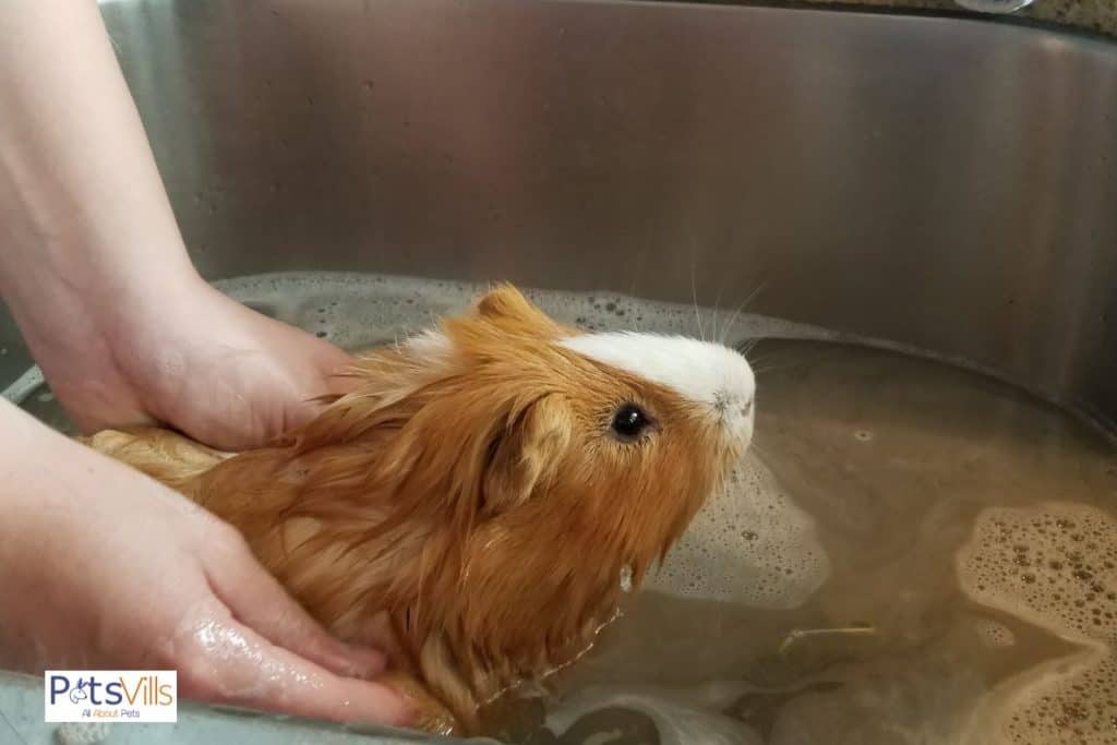 a lady introducing guinea pig with water but can guinea pigs swim