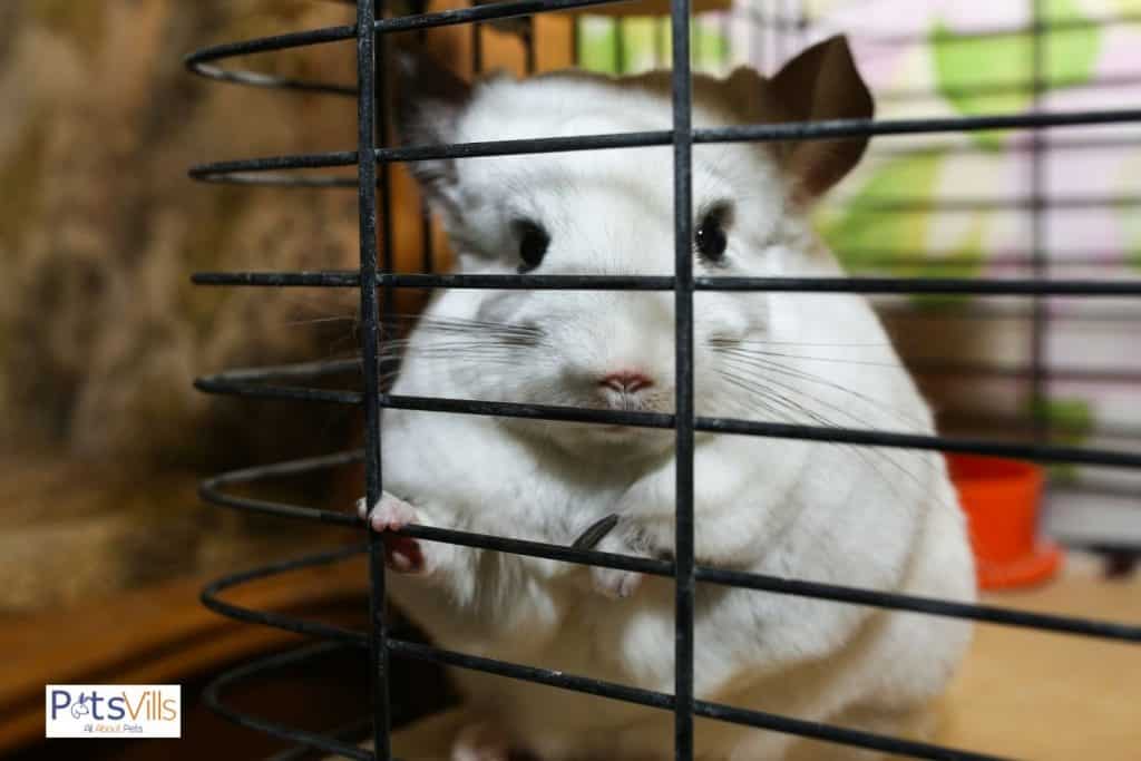 a chinchilla in a cage