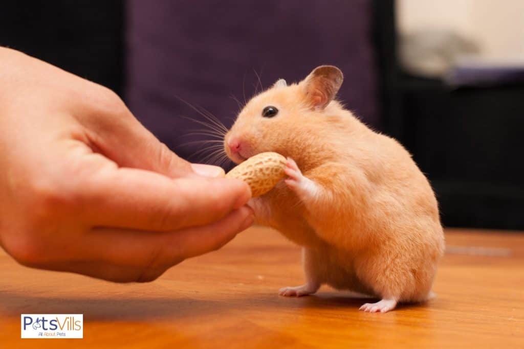 a hamster eating peanut