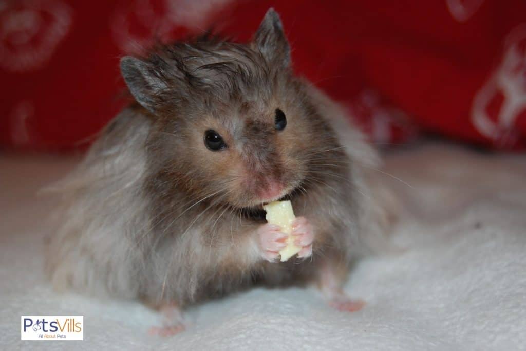 a hamster eating cheese, can hamsters eat grapes instead?