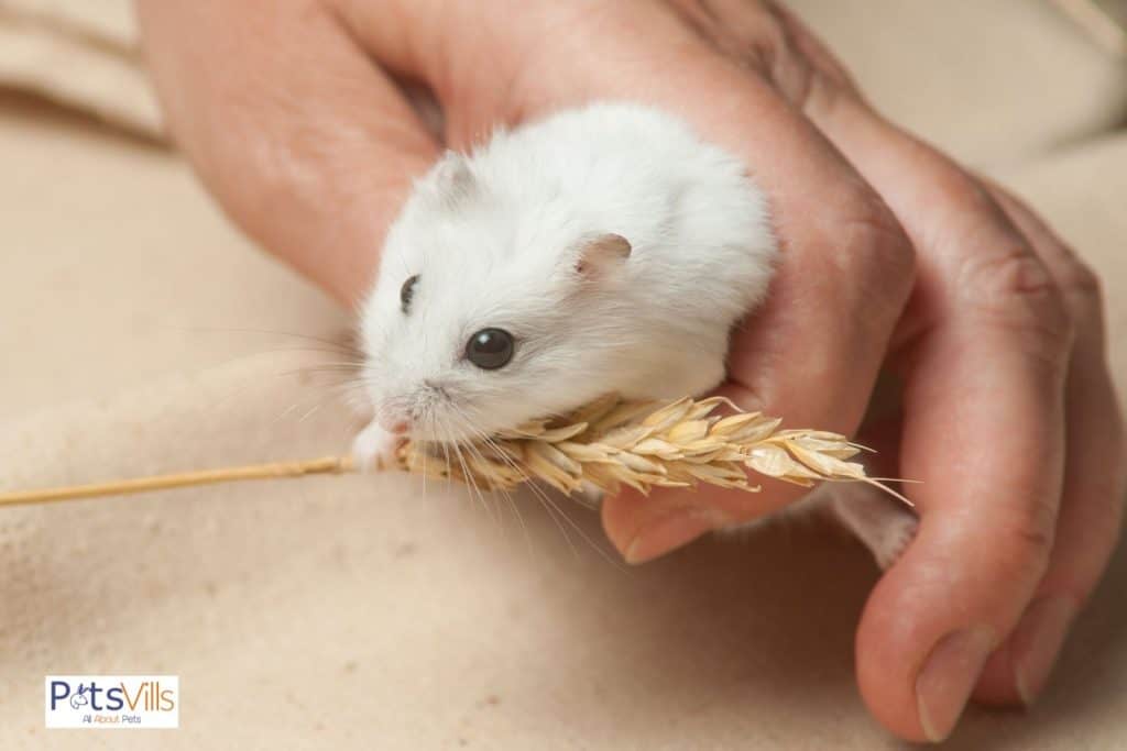 a hamster eating grains