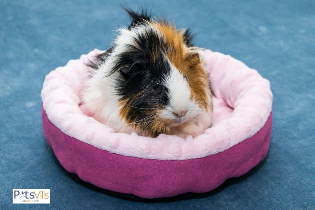 a guinea pig with heating pads that make possible to live outside