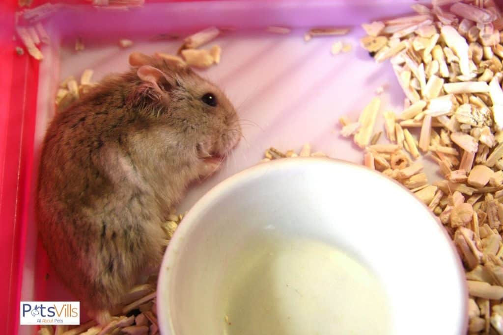 a water bowl in a hamster cage who is not drinking water