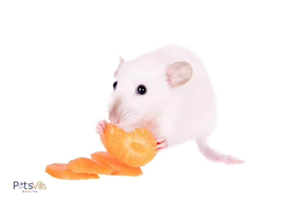 a rat is eating carrot