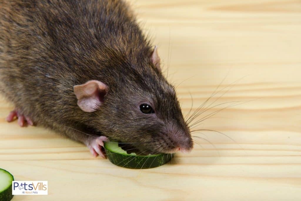 a rat is eating cucumber, can rats eat cucumber