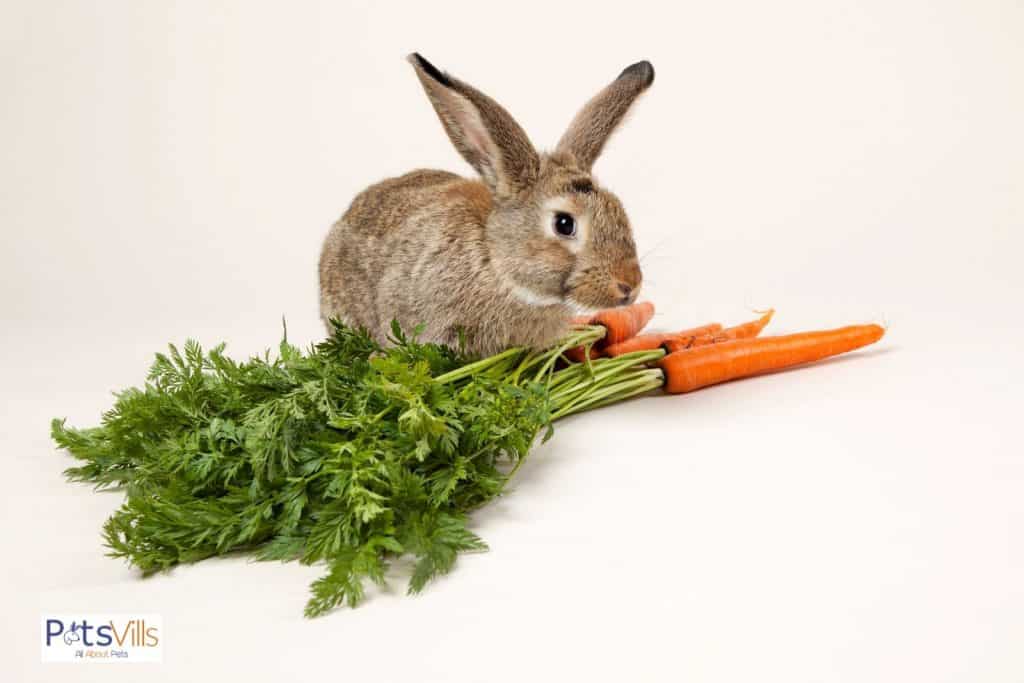 a rabbit eating fresh foods