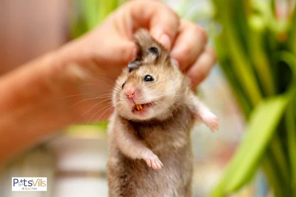 an owner checking a hamsters teeth