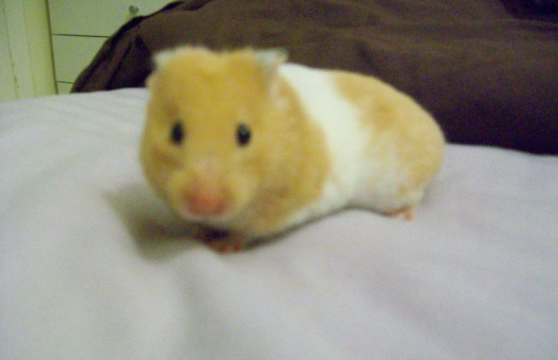 a hamster in a bed room