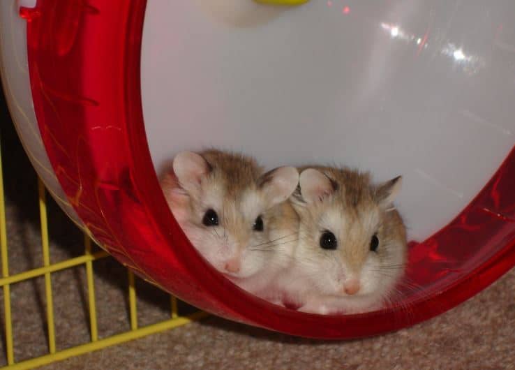  a pair of hamsters in tube
