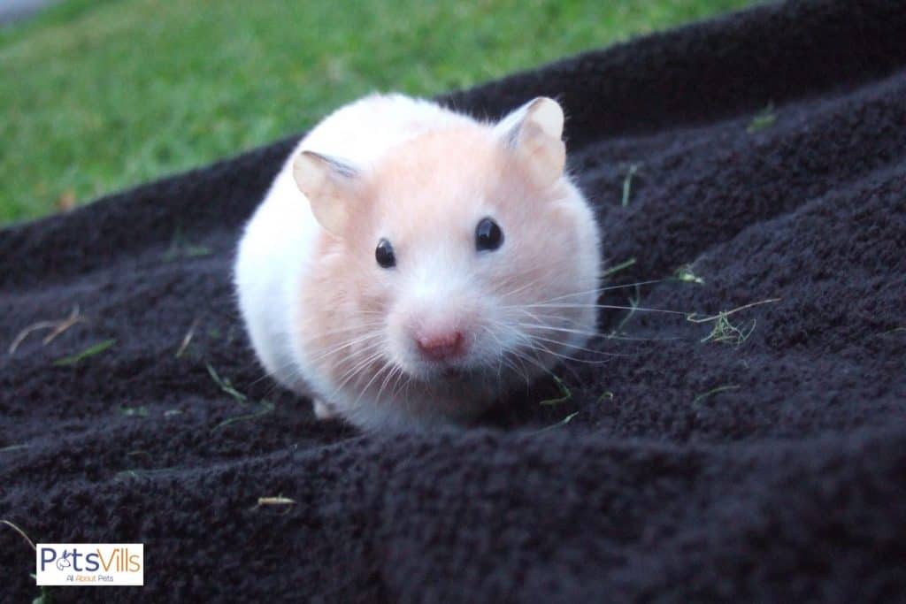 a cute hamster at park