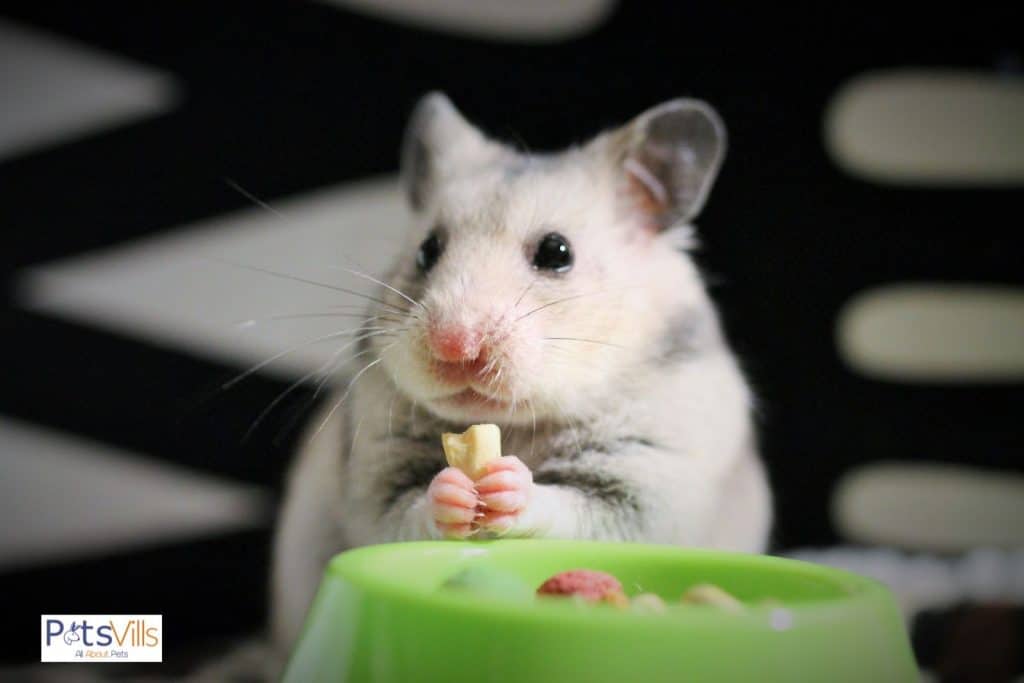 a hamster with food in hand