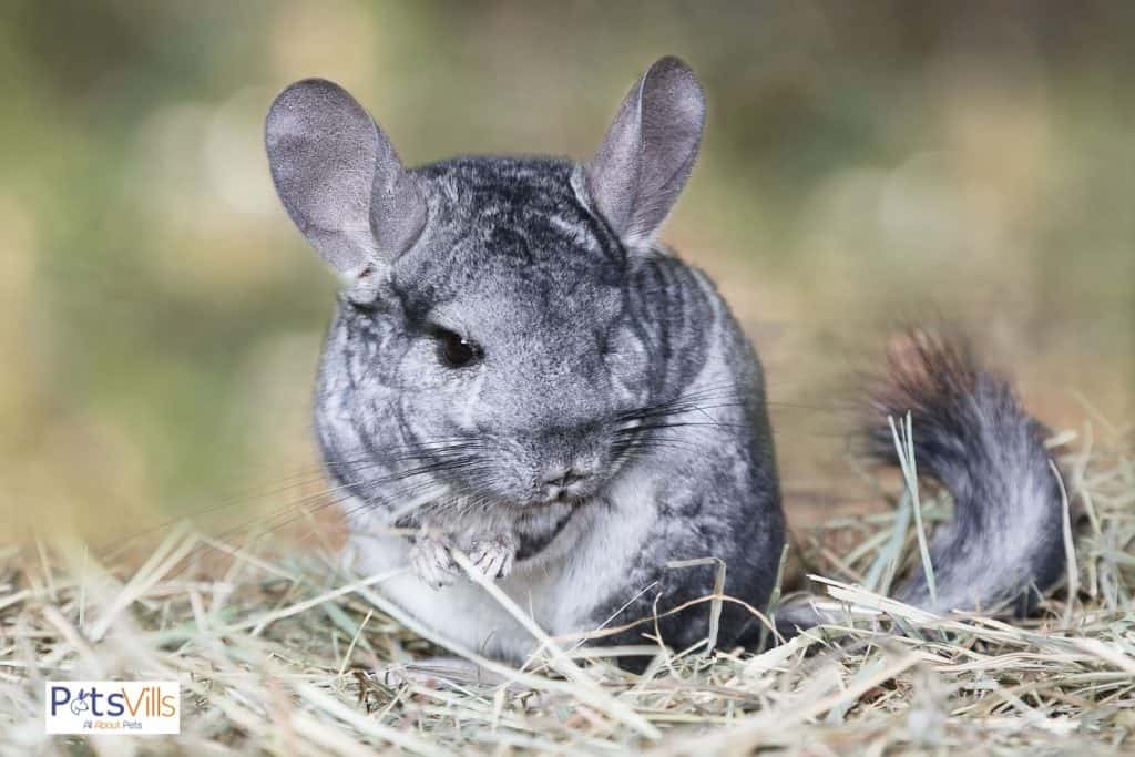 a chinchilla staring at hay