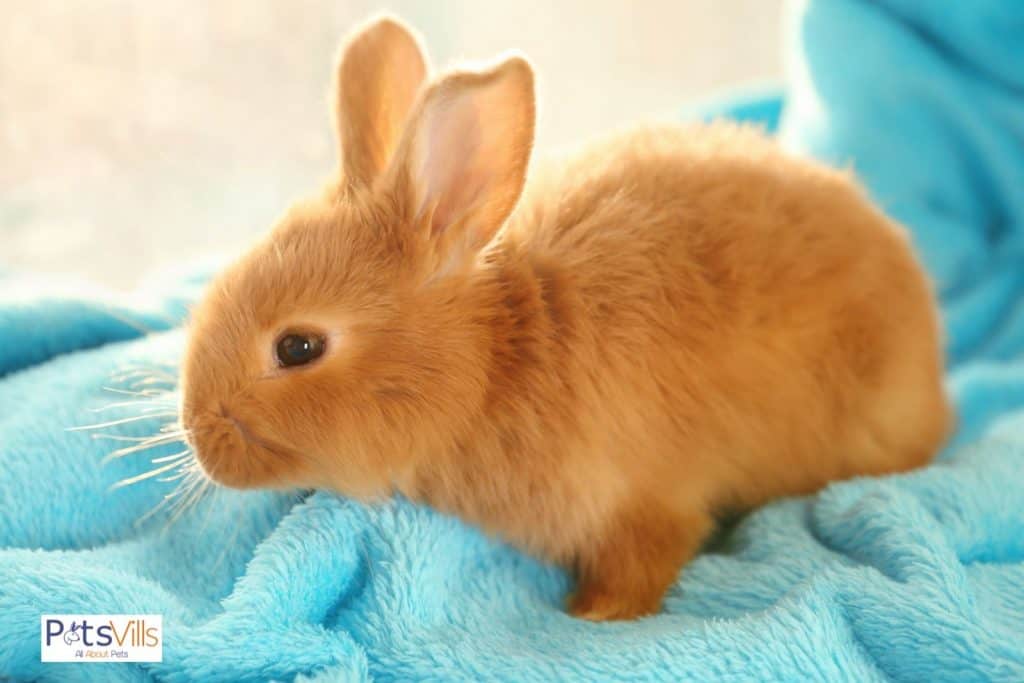 a rabbit on his blanket