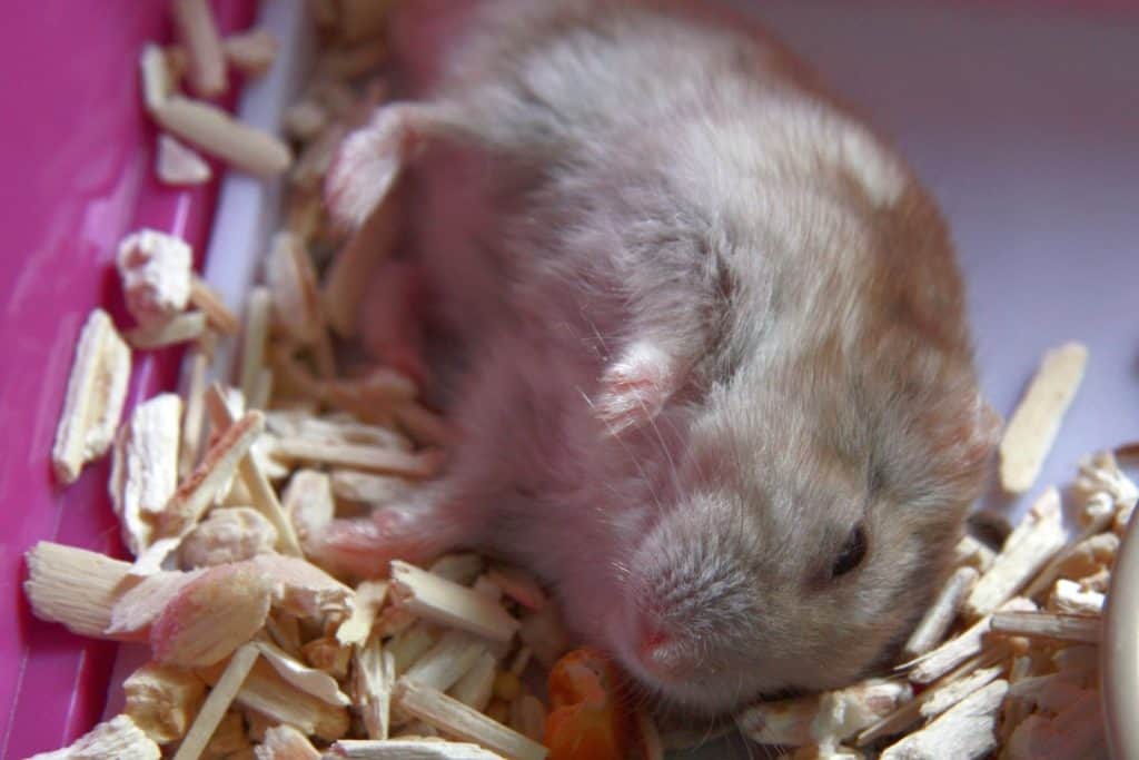 a hamster in diarrhea that is one of the signs of hamster is dying