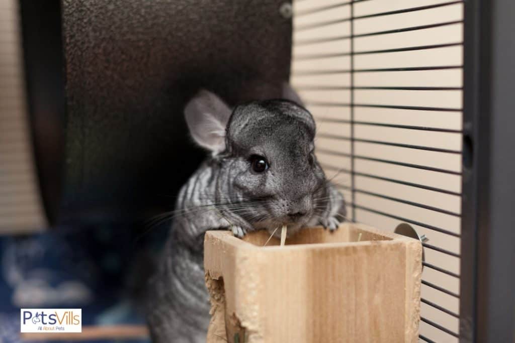 a chinchilla trying to chew wood, how to stop chinchillas from chewing