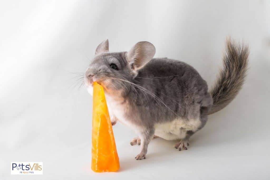 a chinchilla eating carrot, can chinchillas eat rabbit food instead?