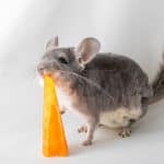 a chinchilla eating carrot, can chinchillas eat rabbit food