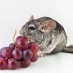 chinchilla eating fruit that is one of the best chinchilla treats