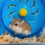 cute hamster running on her wheels