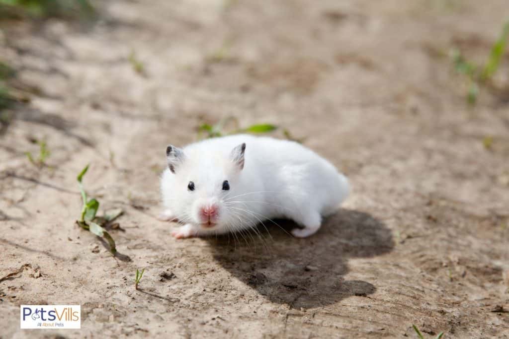 A cute Winter White Dwarf Hamster