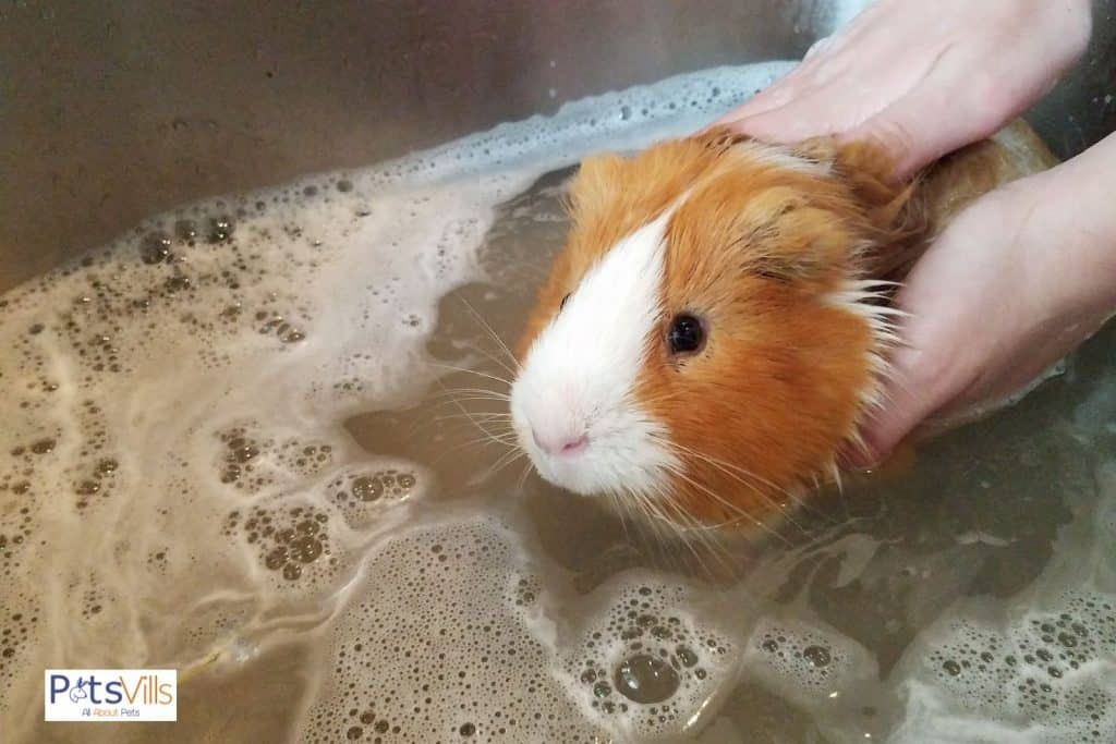 guinea pig taking a bathe so can guinea pigs swim?