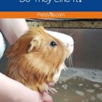 lady bathing her guinea pig