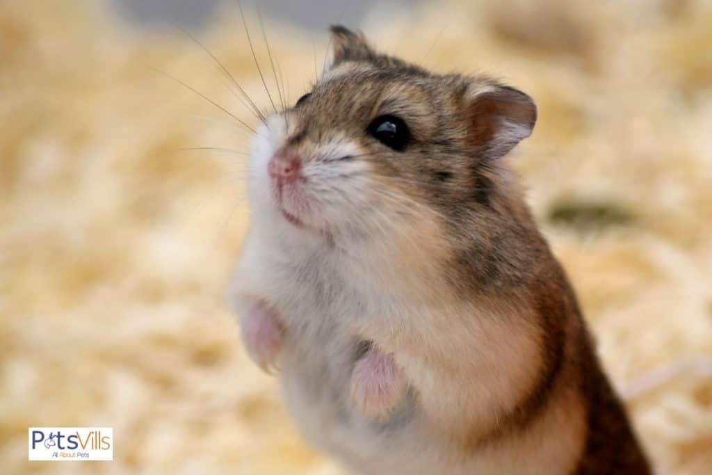 hamster looking above