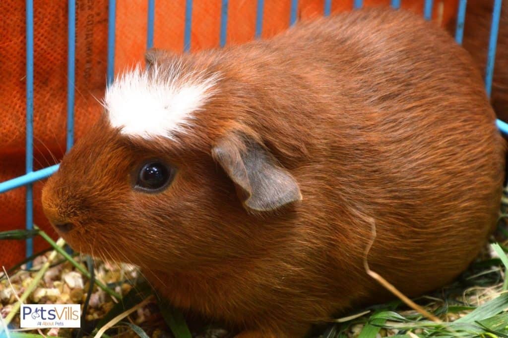 bloated guinea pig: do guinea pigs fart?