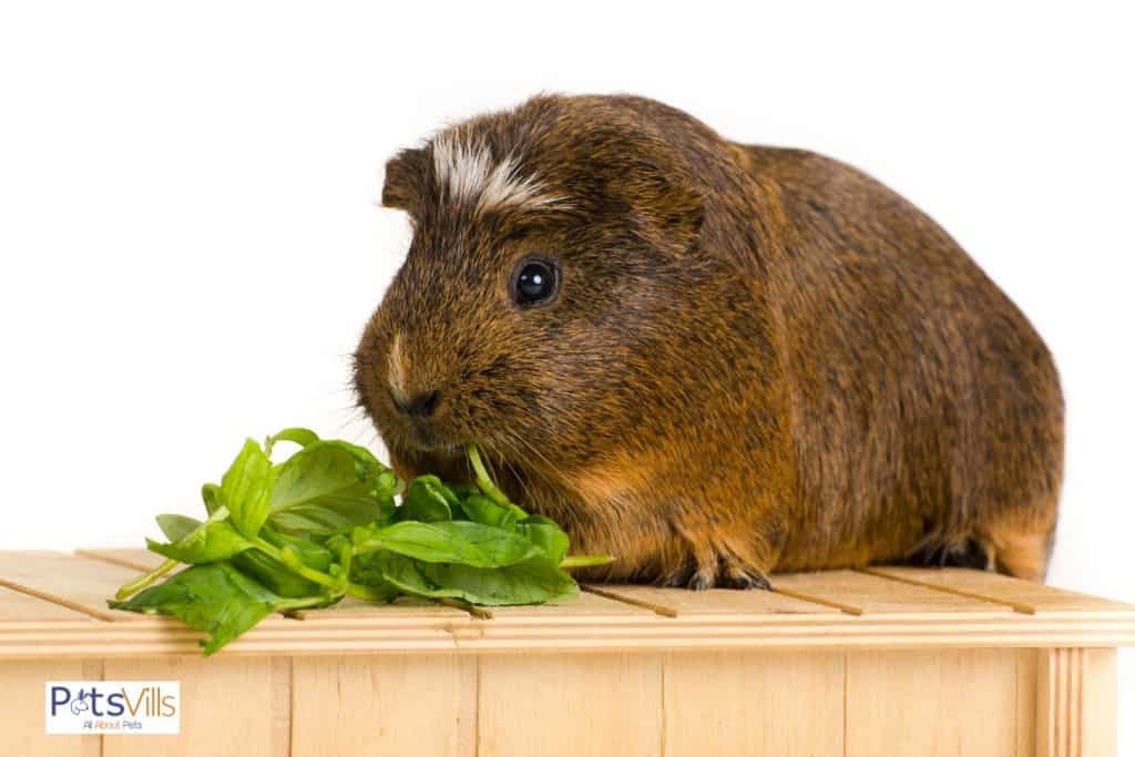 guinea pig eating leaves