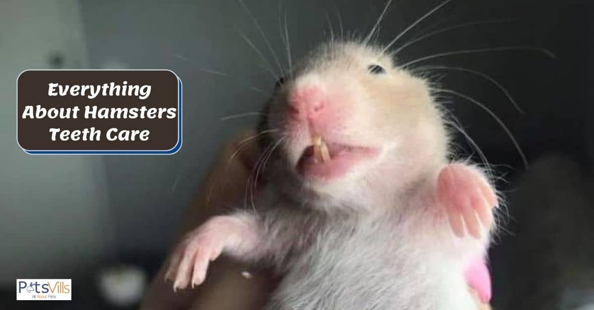 4. How to Prevent Overgrown Teeth in Hamsters