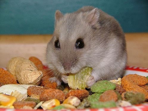 a hamster eating pelleted food in a cage