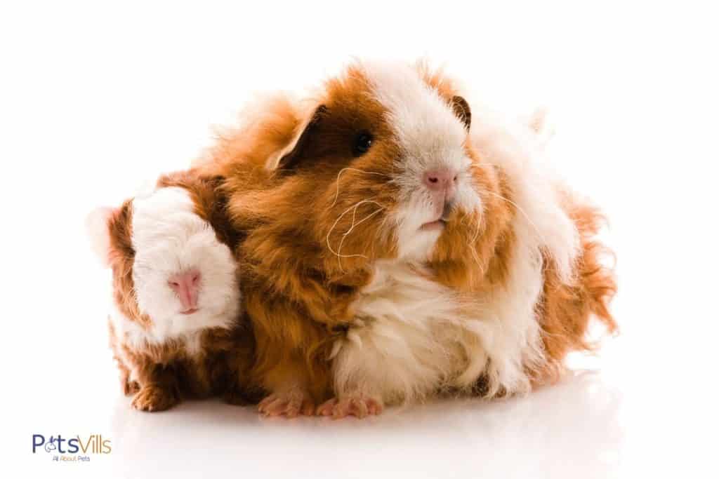 cute Texel guinea pigs with long hair