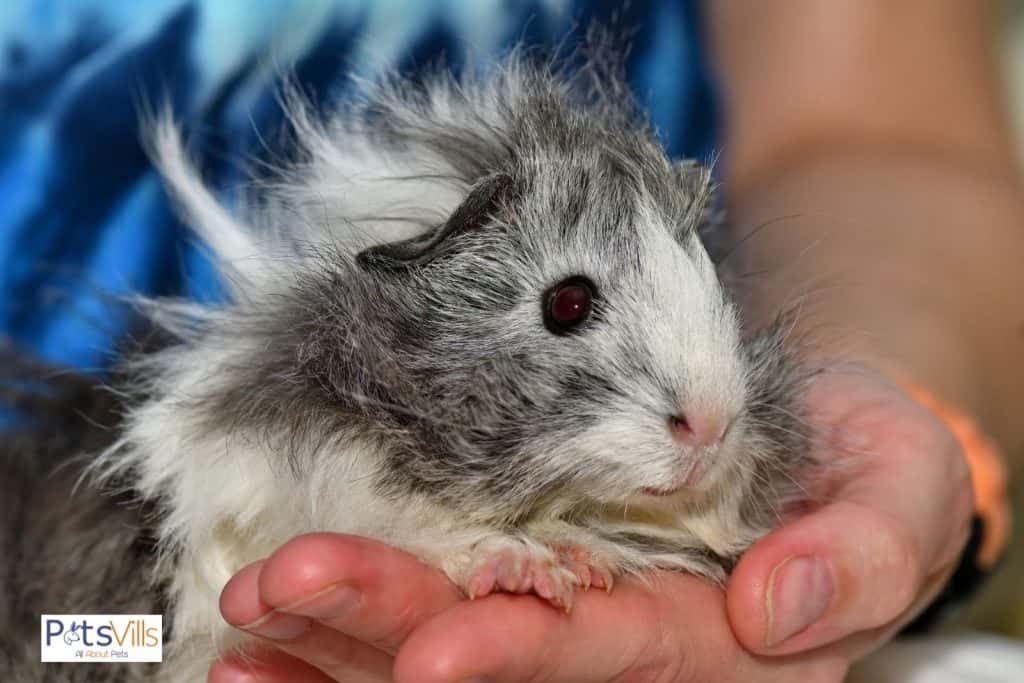 hand holding a tiny Texel guinea pig