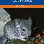 a chinchilla eating food, what do chinchilla eat in wild