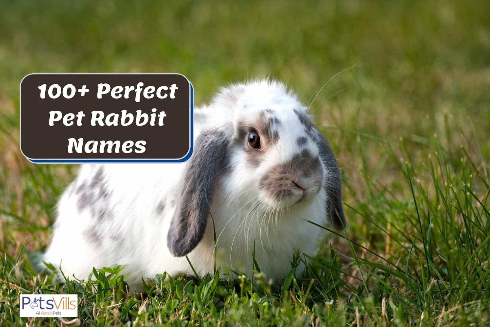 cute bunny names