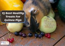 Top 15 Healthy Treats for Guinea Pigs – Buying Guide