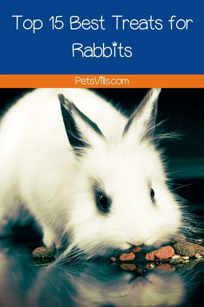 a rabbit is eating seed, best treats for rabbits