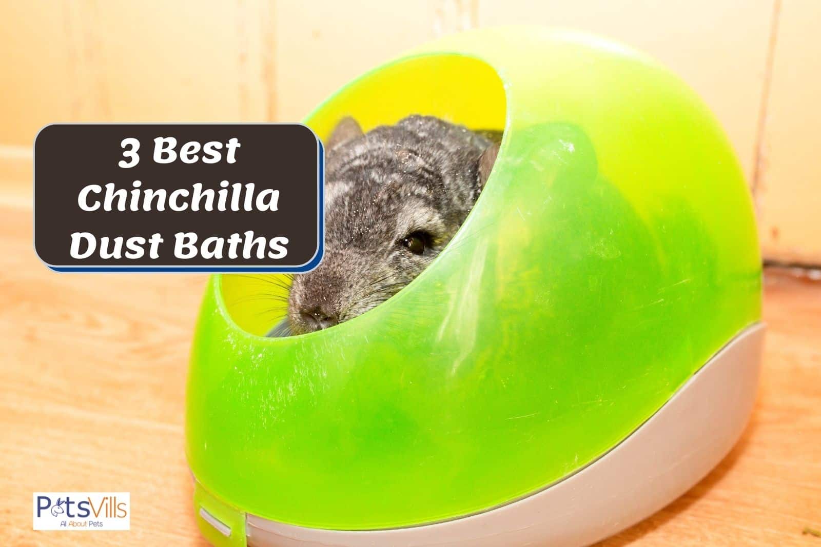 a chinchilla in of the best chinchilla dust baths