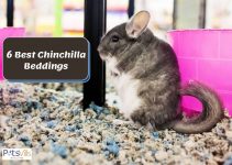 6 Best Chinchilla Beddings for Odor-Free Cage (Review)