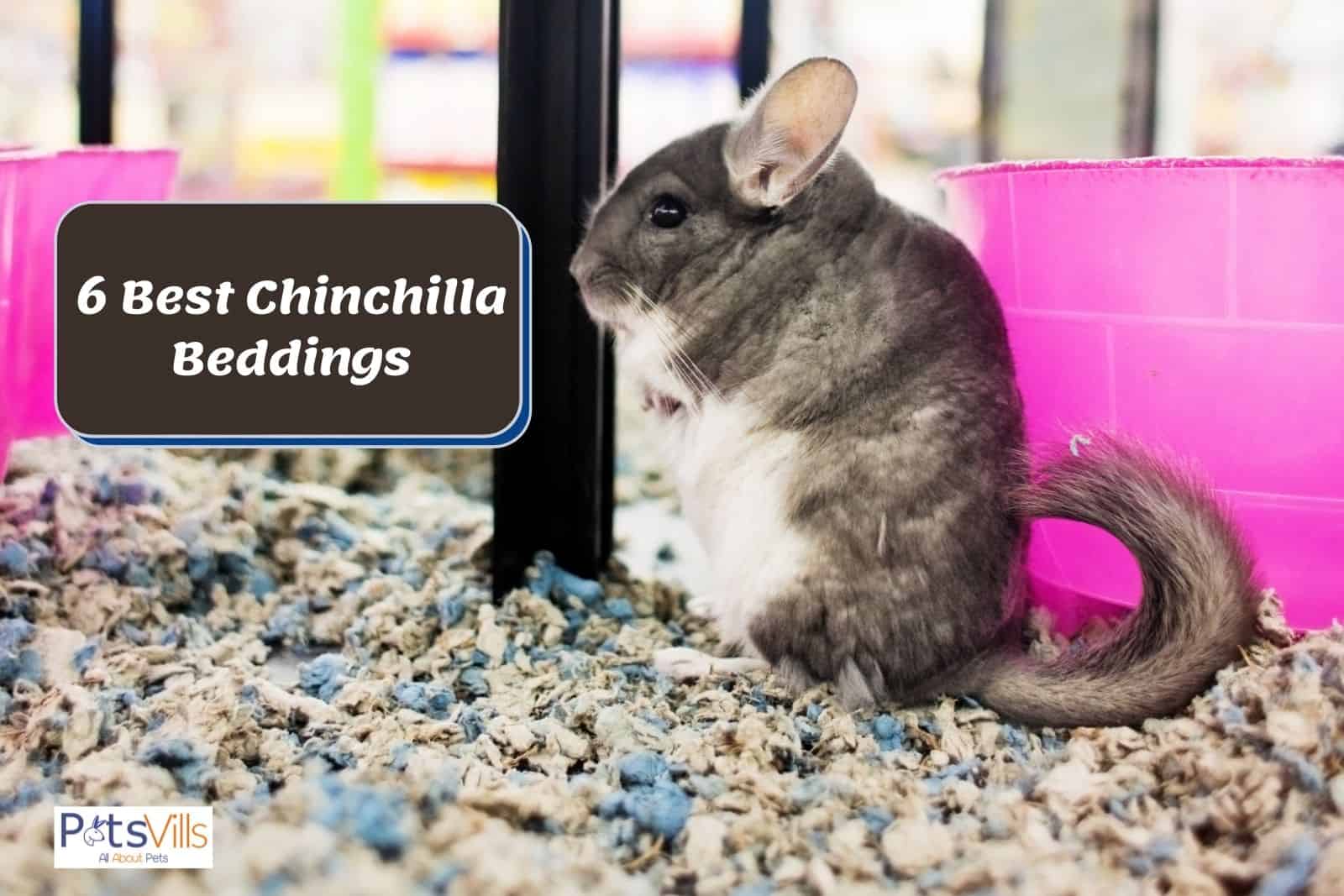 chinchilla in a cage with best beddings