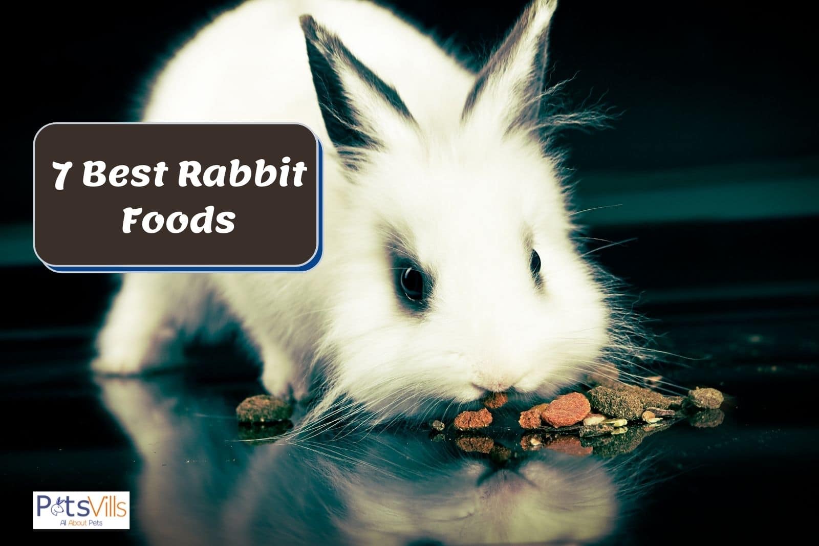 best rabbit foods in front of him to eat
