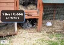7 Best Rabbit Hutches You Will Love To Buy (Review)