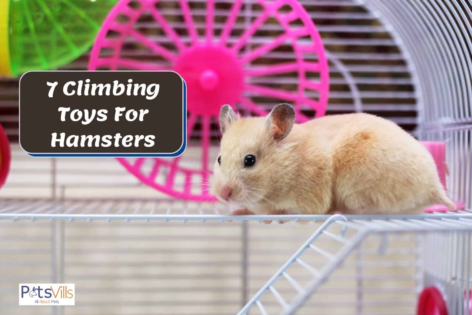 a hamster playing with toy in a cage