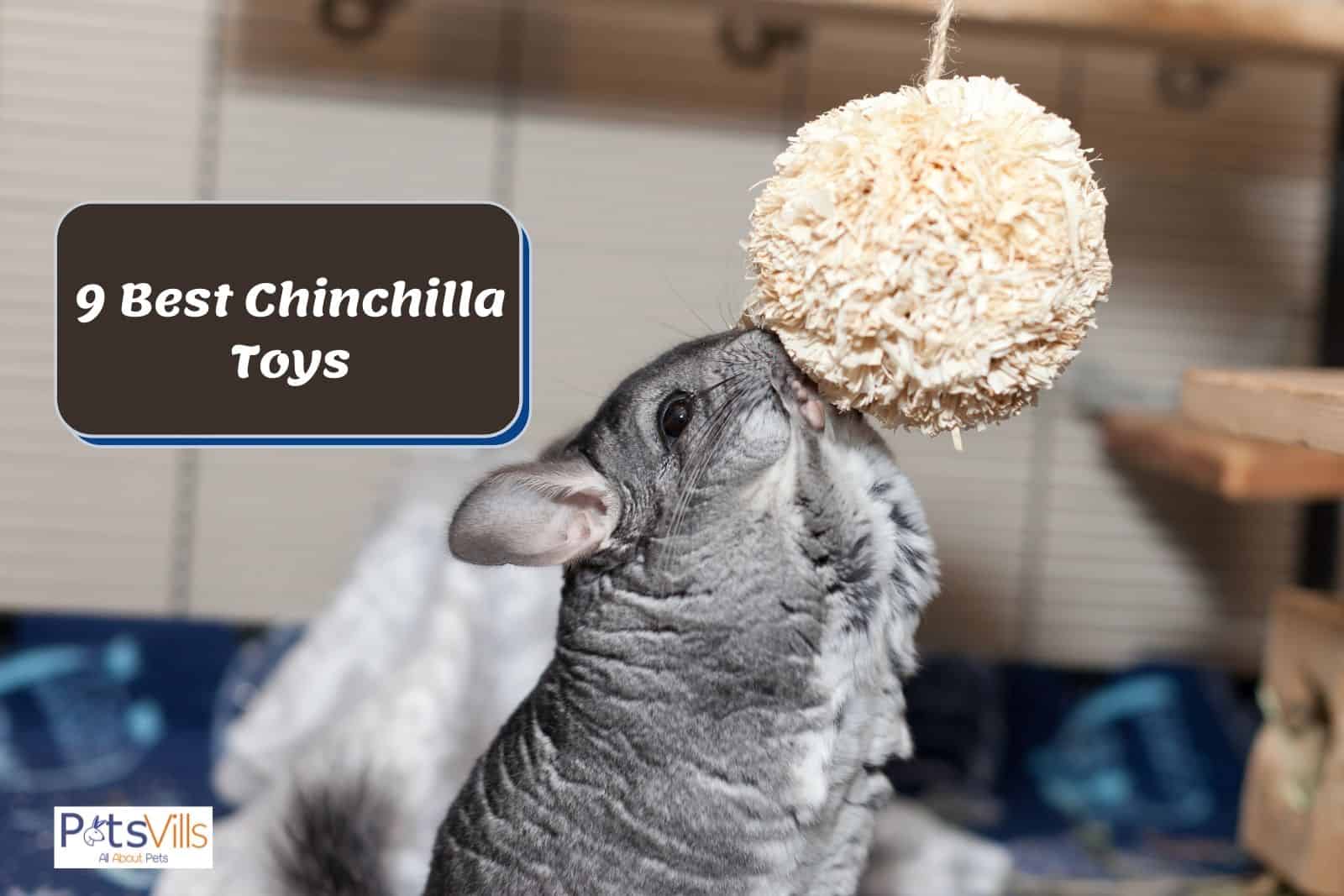 a chinchilla playing with toy